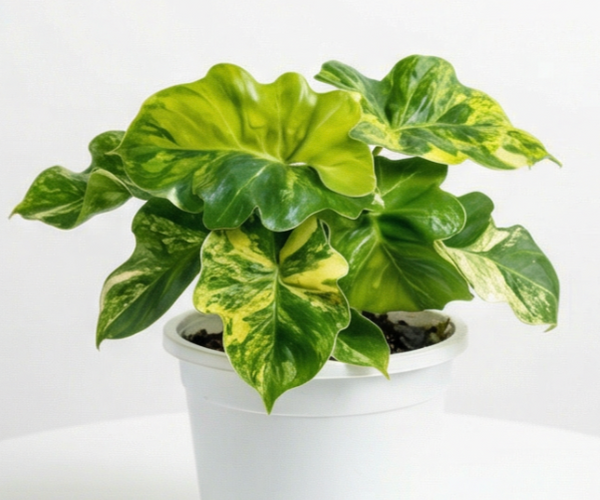 philodendron atom vermehren Philodendron Super Atom Variegata - Rare Aroid