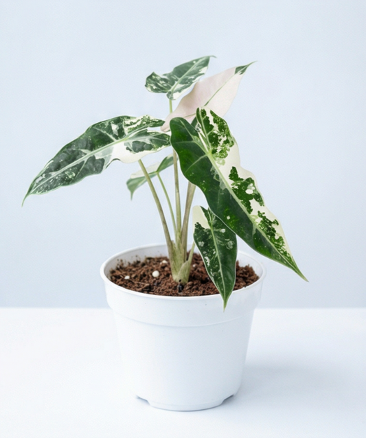 Alocasia bambino variegata