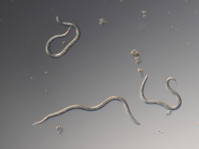 Nematodes for chafer grubs