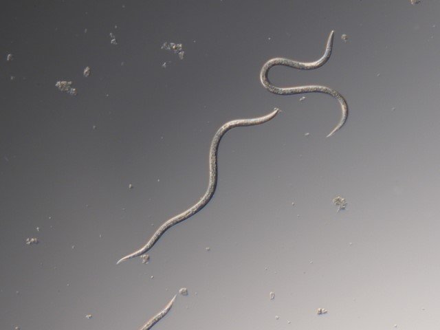 Nematodes for crane flies