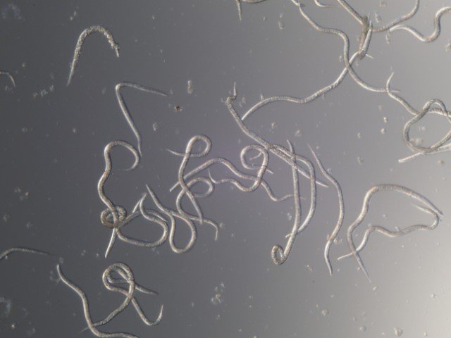 Nematodes for fungus gnats