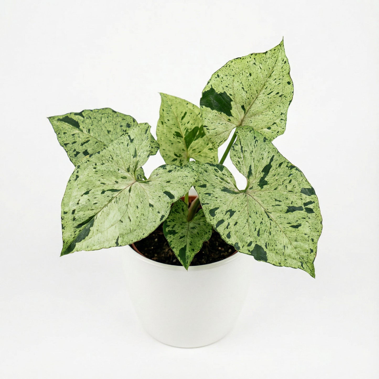 Syngonium Green Splash