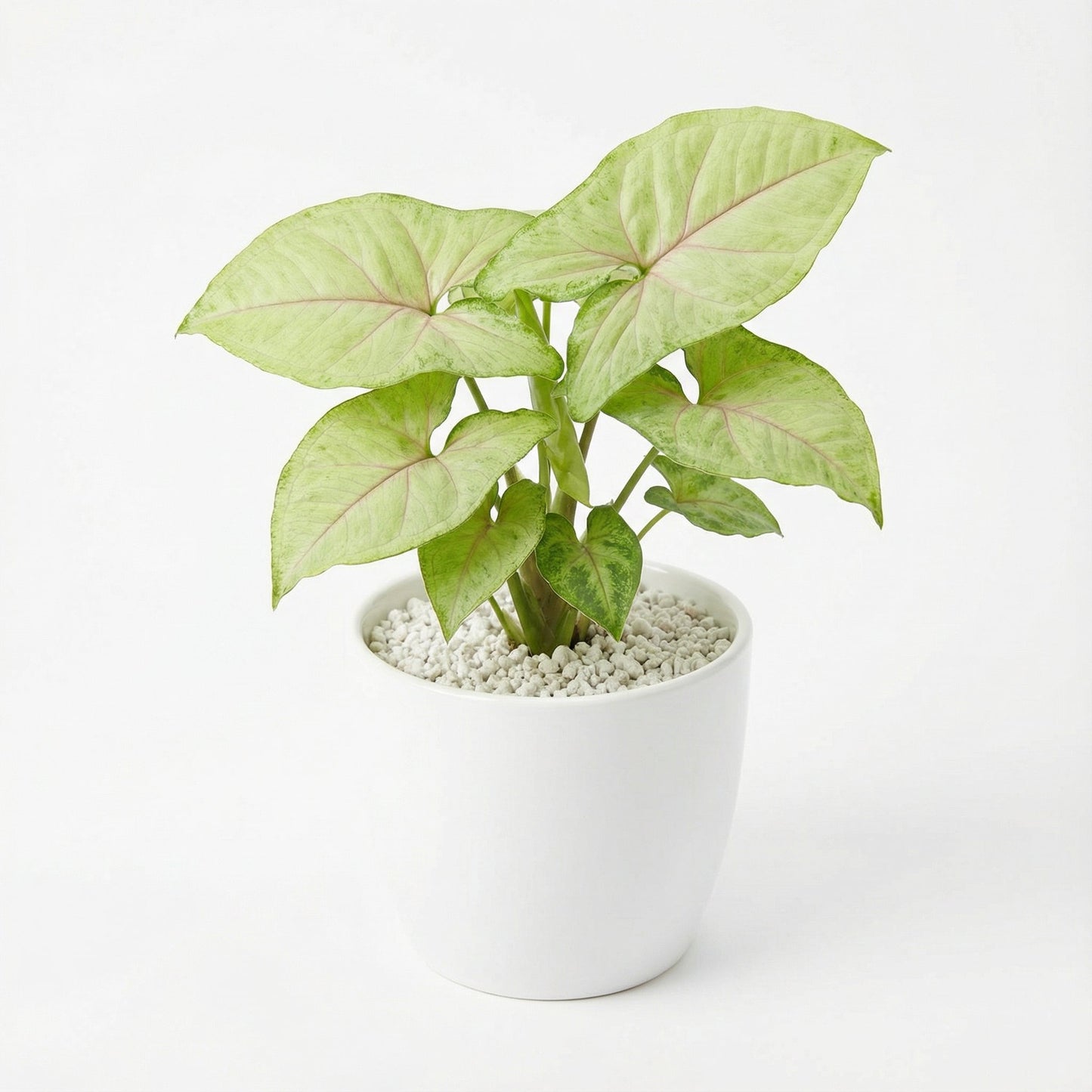 Syngonium Laila