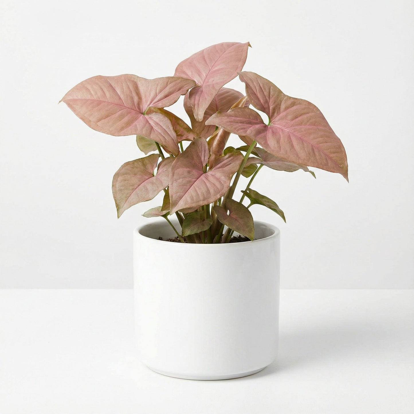 Syngonium Pink Arrow