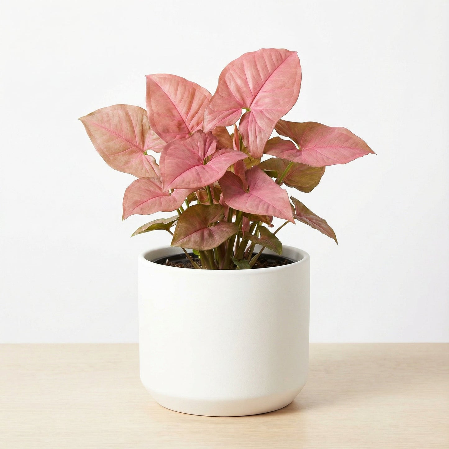 Syngonium Pink Perfection