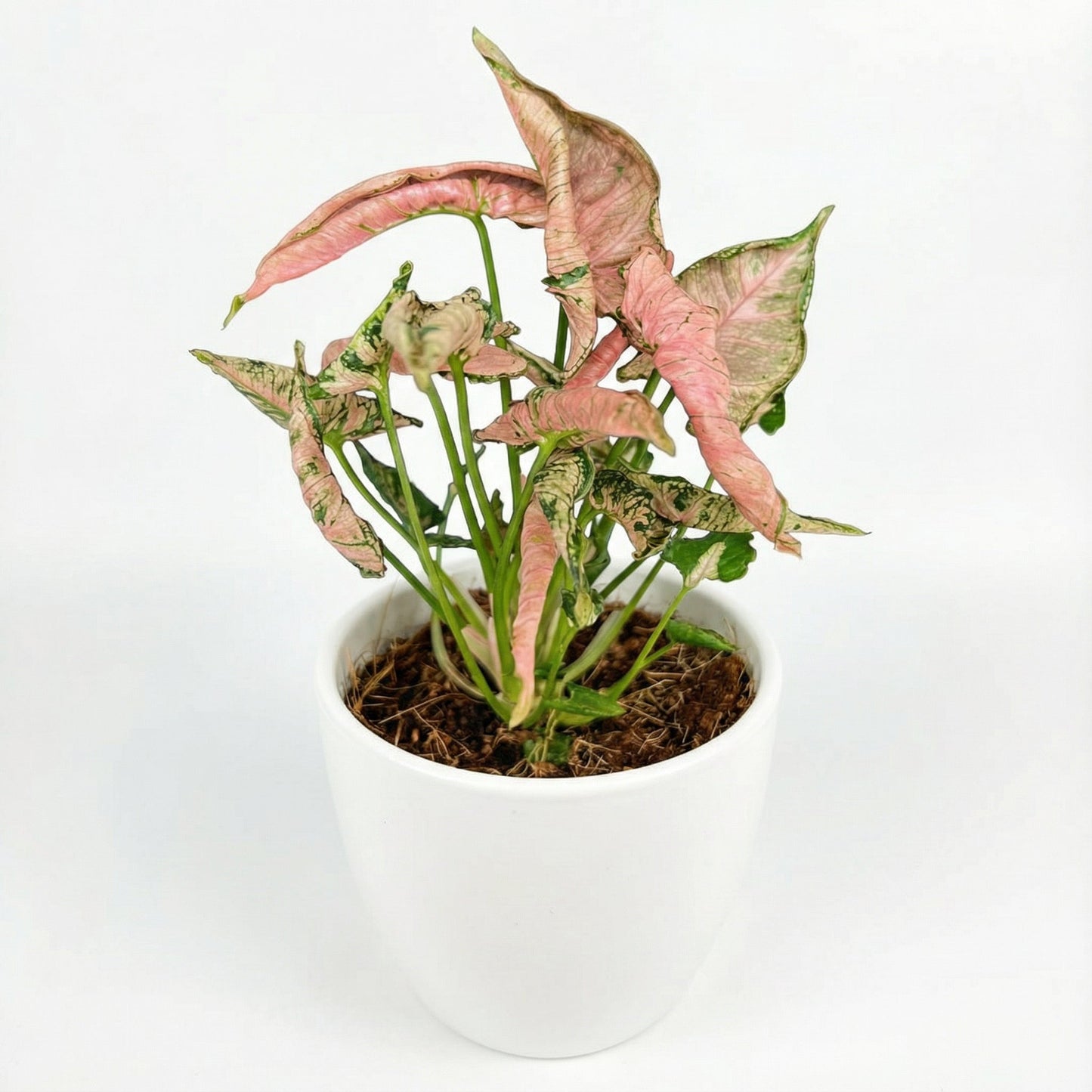 Syngonium Pink Rolli