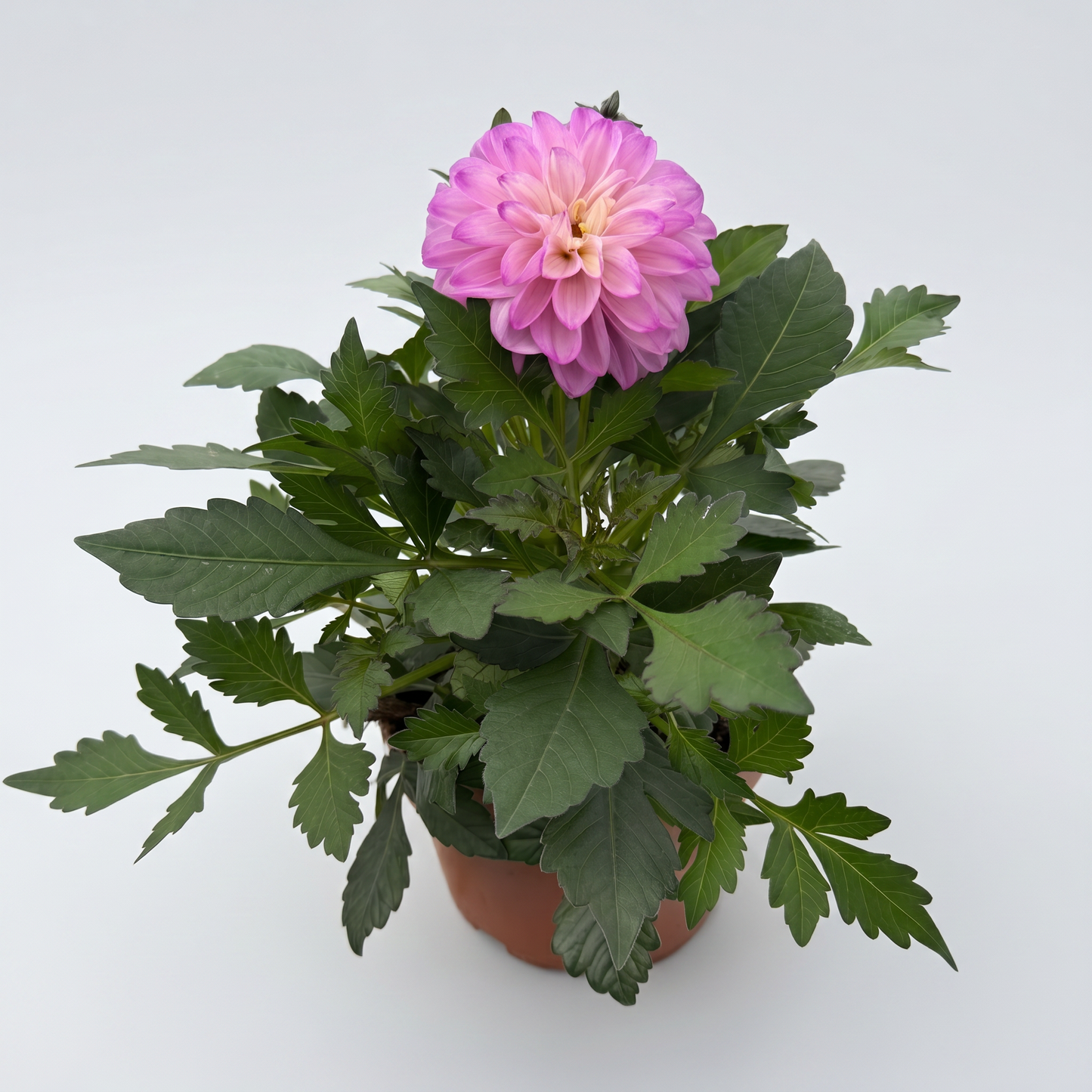 Dahlia Coffee Shop Lavender Latte spec 18 cm