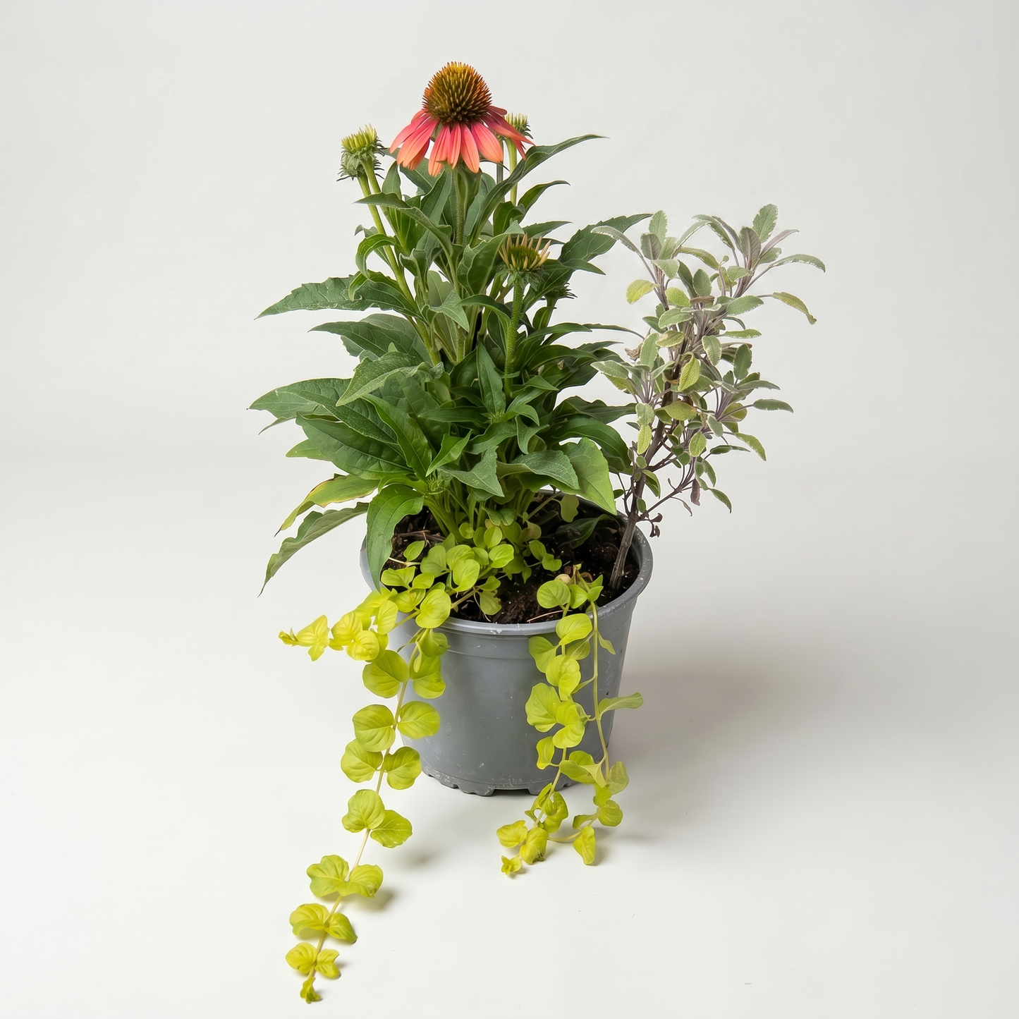 Autumn pot 3 plants