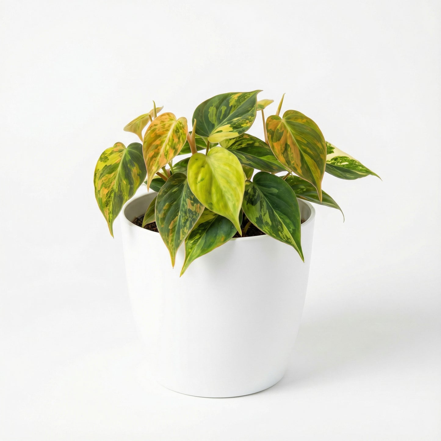 Philodendron micans variegata