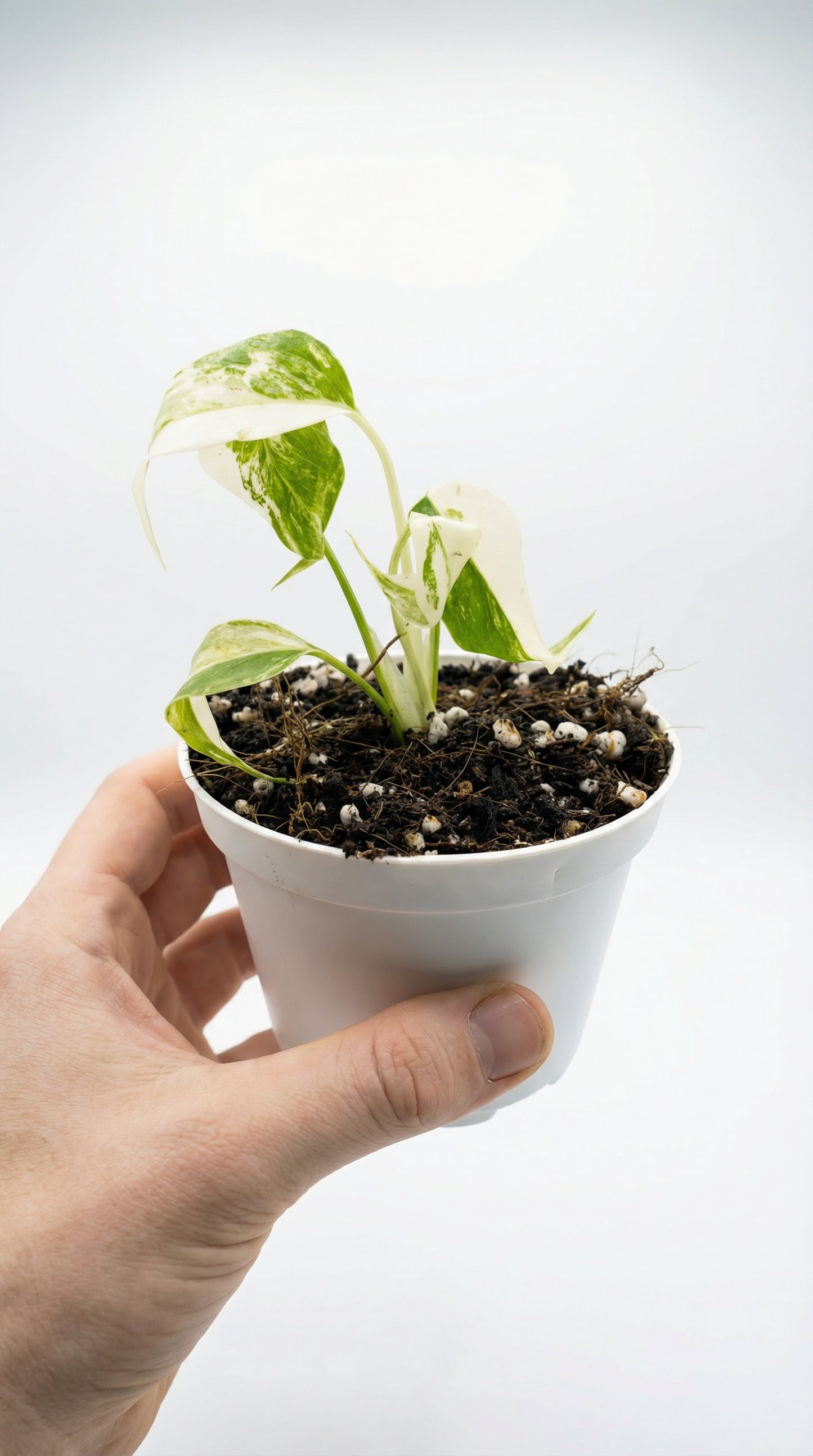 Monstera Borsigiana Albo Variegata