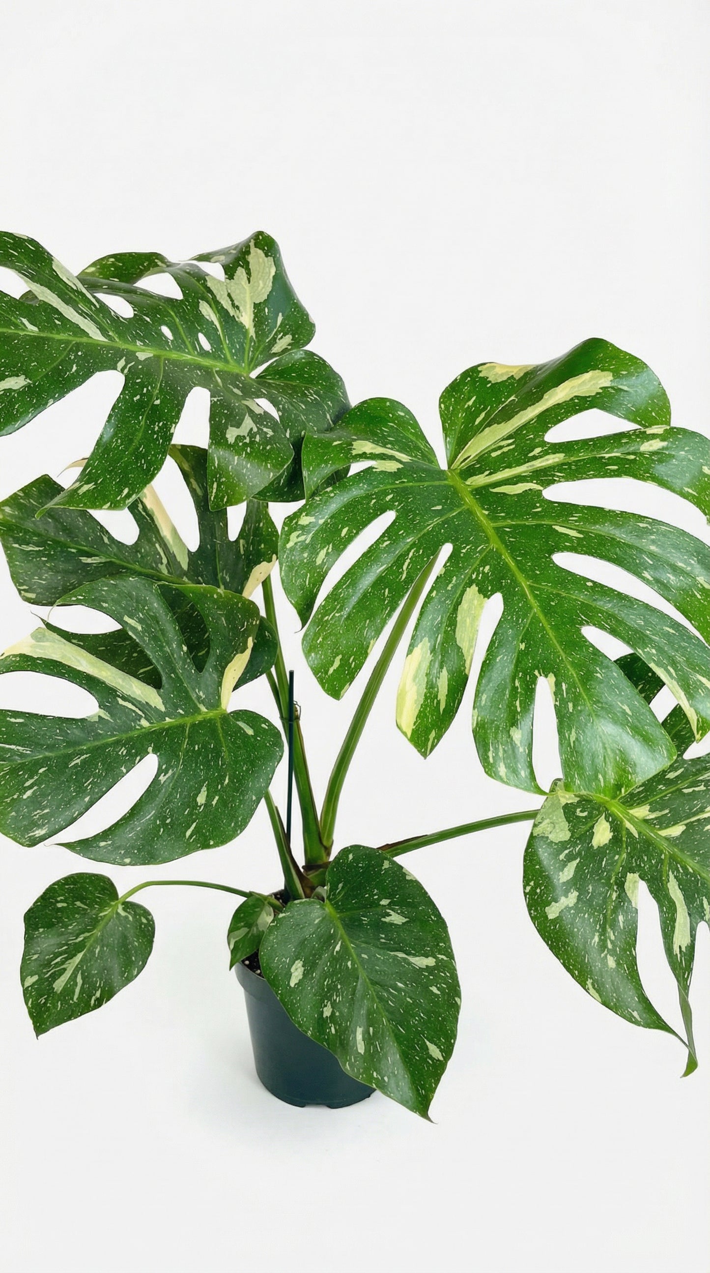 Monstera Deliciosa 'Thai Constellation'