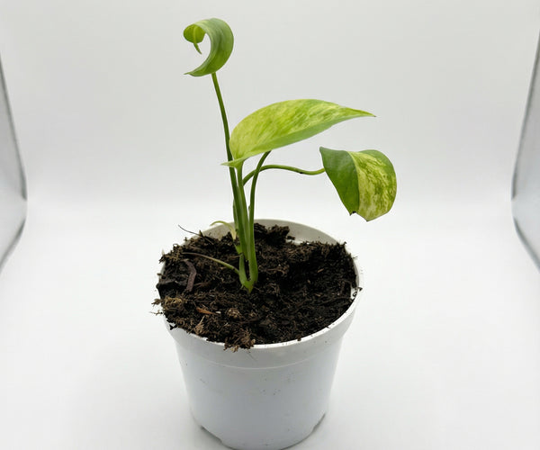 Monstera 'gelbe Marilyn' – Plantthatplant