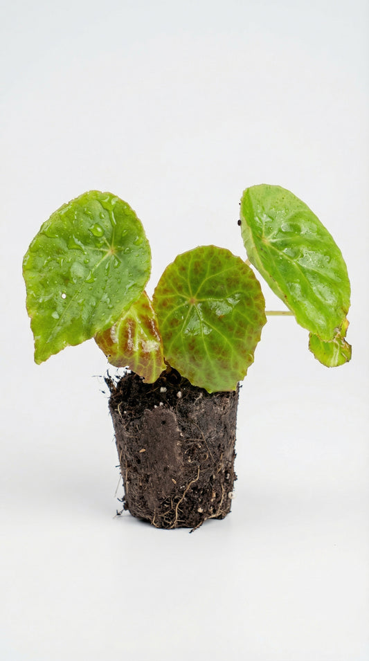 Begonia phutoensis with compact, elegant foliage and exposed roots, ideal for indoor potted plant care and stylish home garden decor.