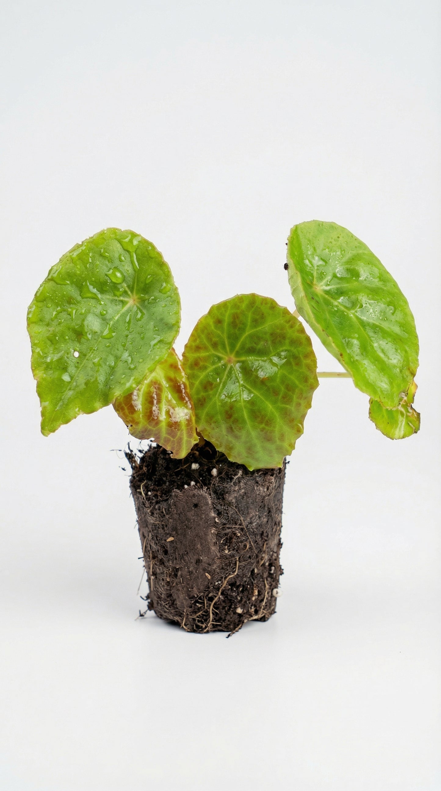 Begonia phutoensis with compact, elegant foliage and exposed roots, ideal for indoor potted plant care and stylish home garden decor.