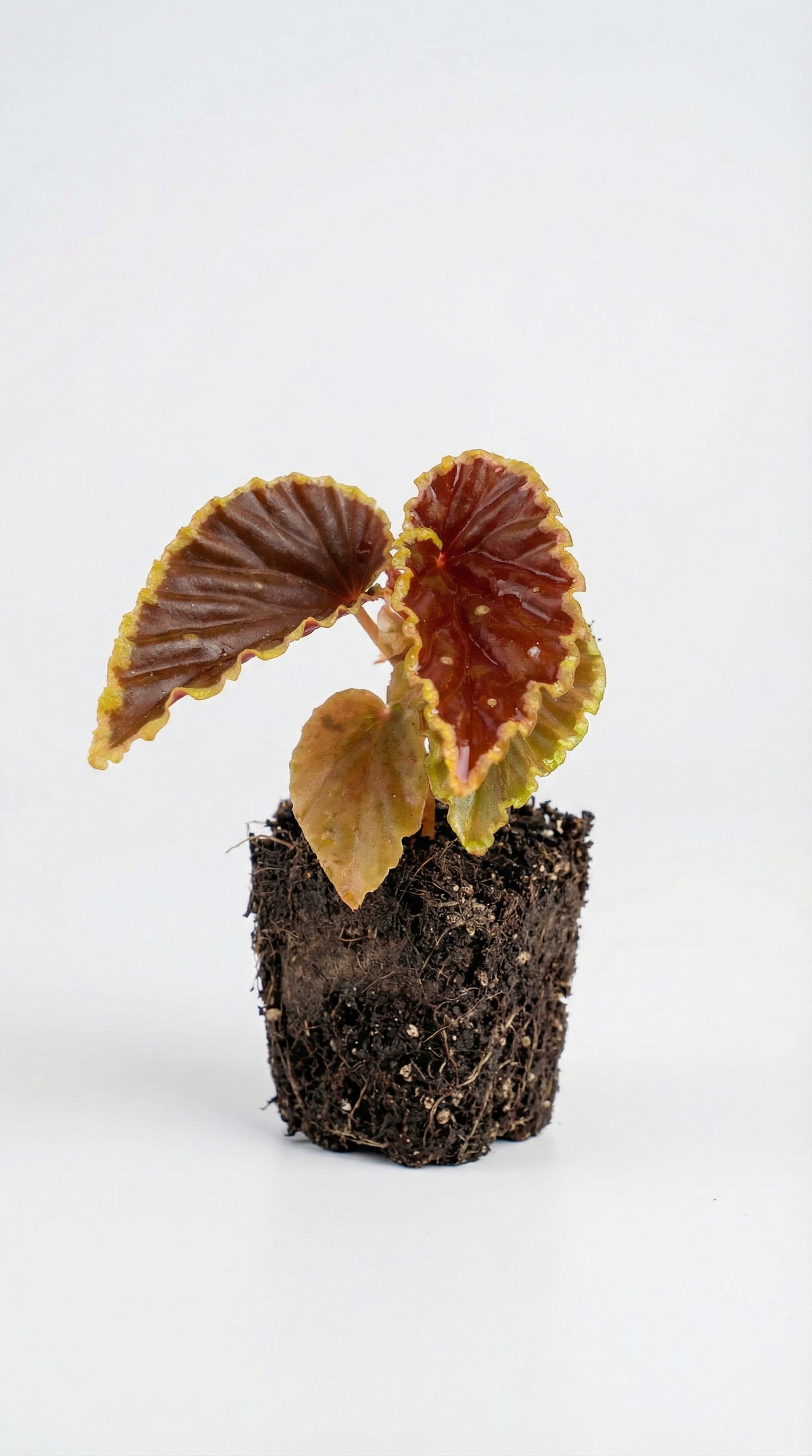 Begonia darthvaderiana with exposed roots, showcasing its dramatic ruffled foliage in shades of red and green for exotic indoor plant care tips.