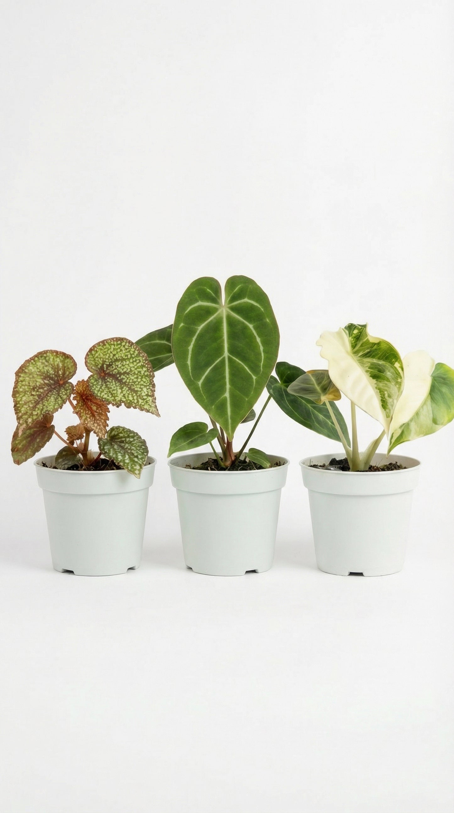 Mystery Bundle Bonanza