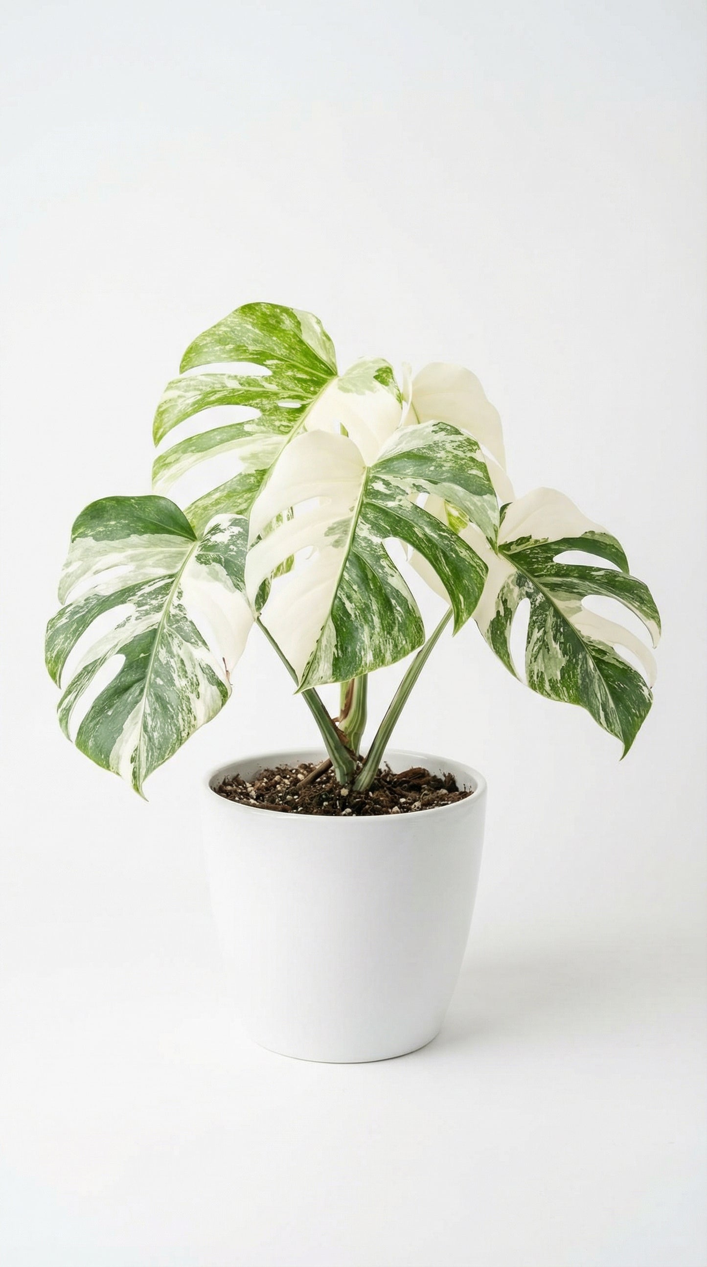Monstera borsigiana Albo - Preorder