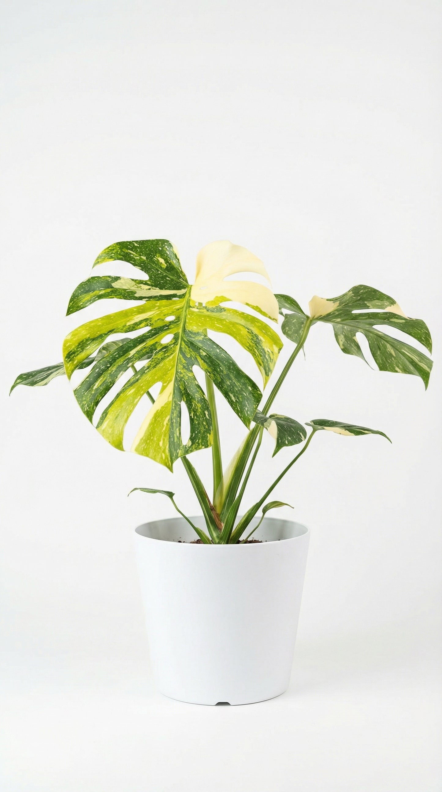 Monstera Tricolor - Preorder
