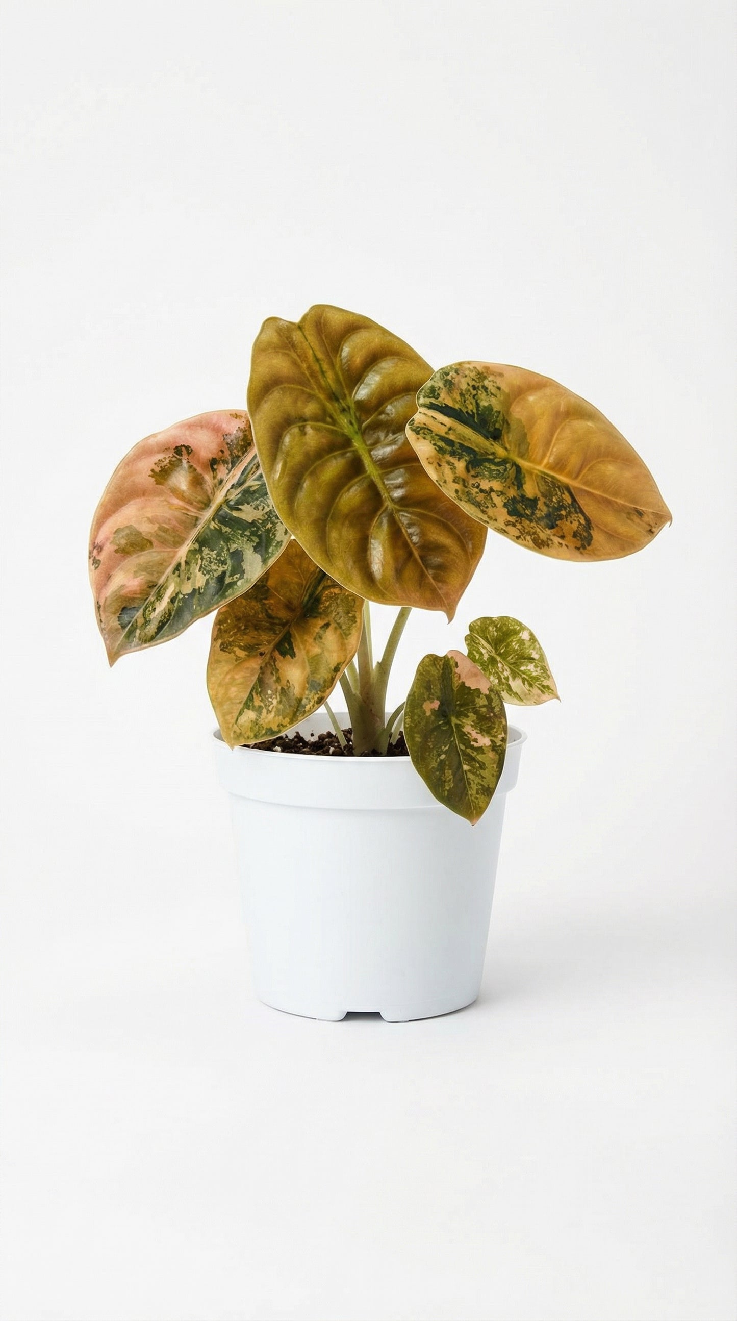 Alocasia cuprea Golden Latte - Preorder
