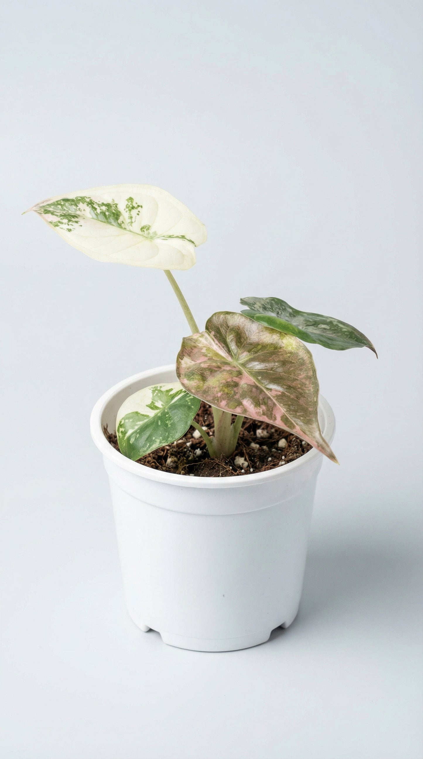 Alocasia wentii Pink Variegata - Preorder