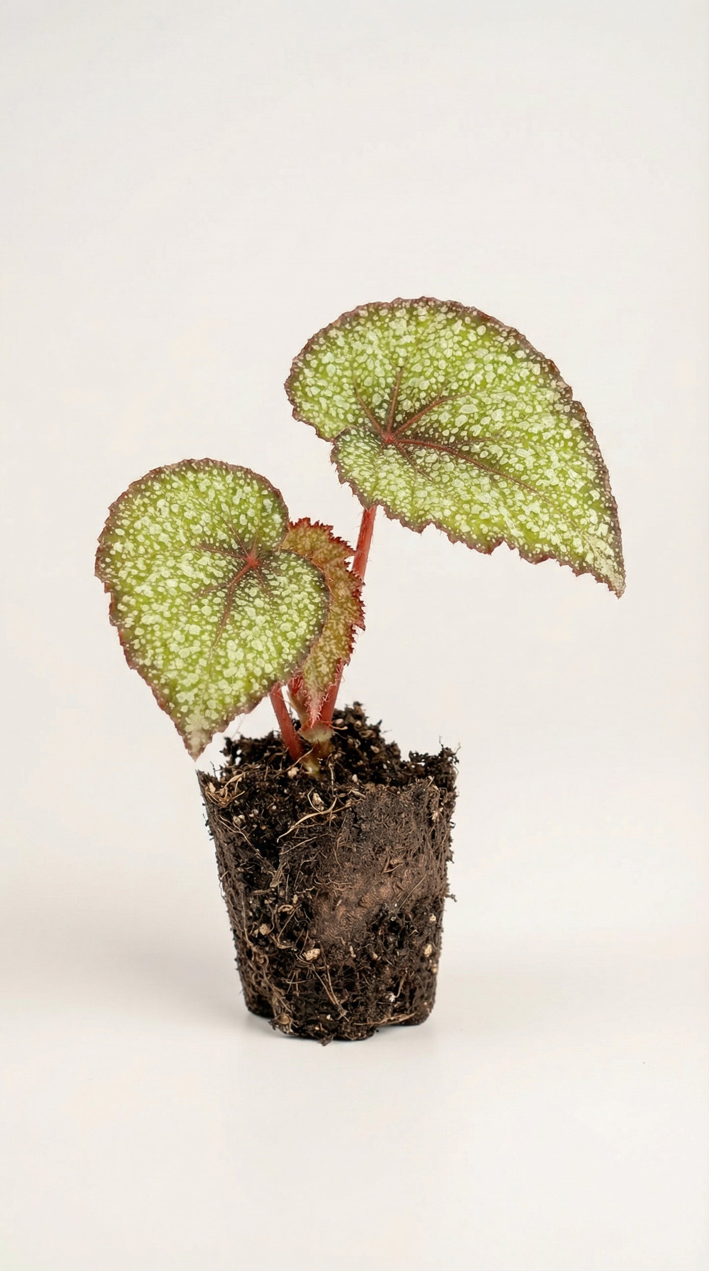 Begonia Super Universe Care - Tips & Guide featuring a young potted Begonia Rex hybrid with textured green and burgundy leaves. Ideal for indoor plant lovers.