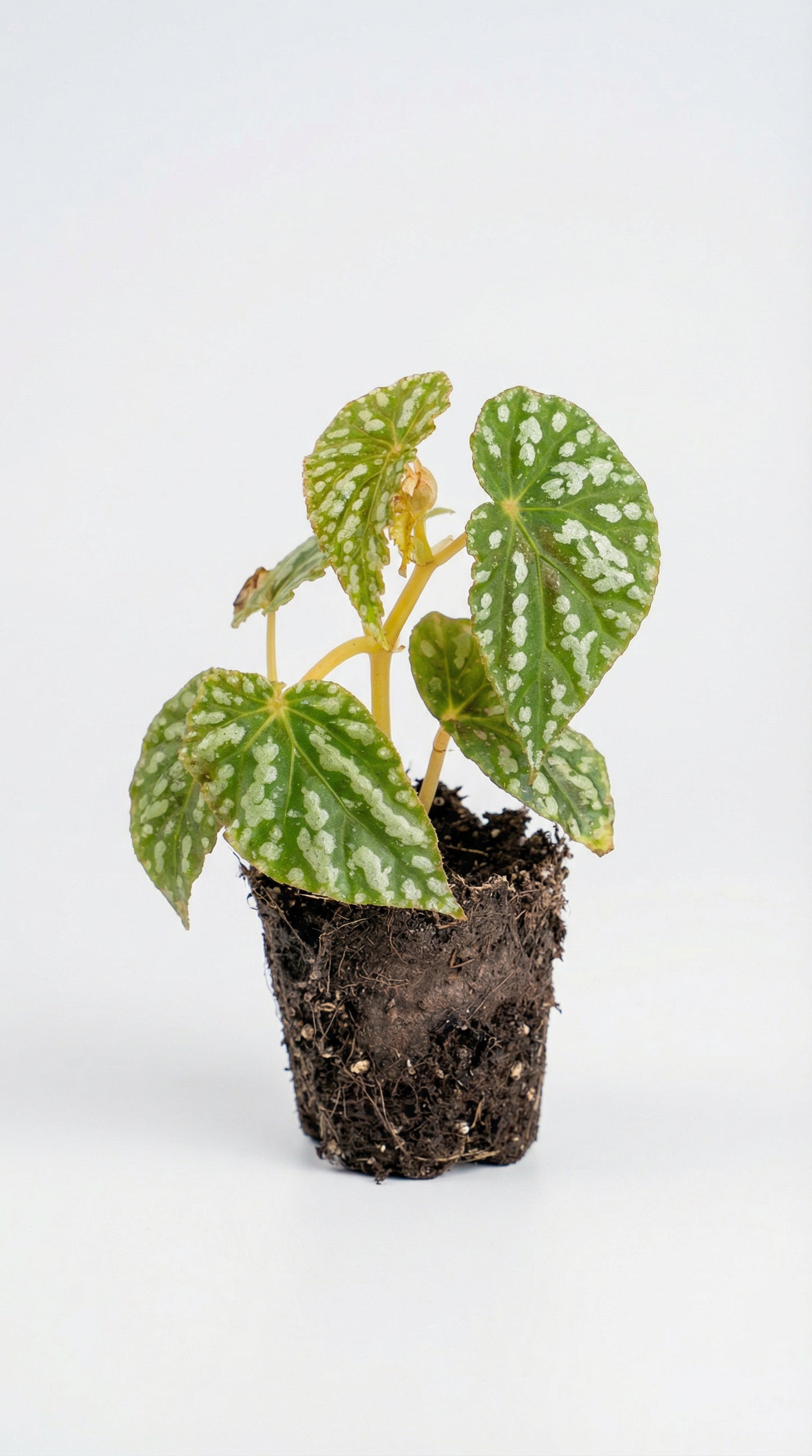 Begonia Nopphitan with compact, patterned foliage and exposed roots, ideal for terrariums and indoor plant collections. Learn care essentials for lush growth.