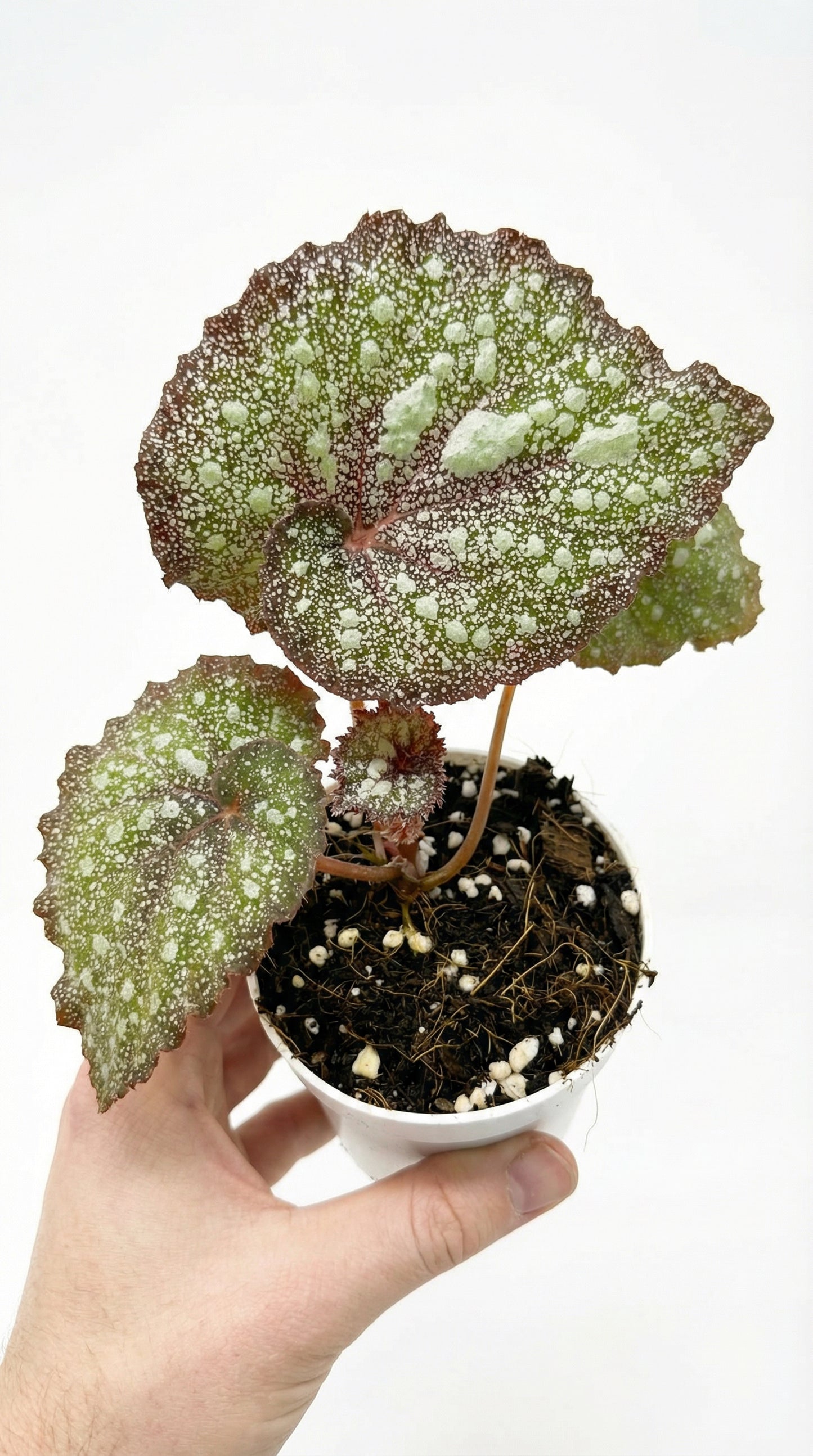 Begonia Super Universe