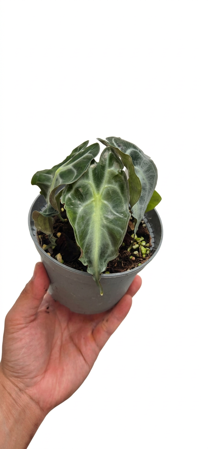 Alocasia Venom