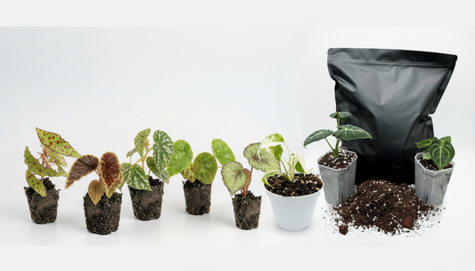 Plant Lover’s Mystery Gift Card
