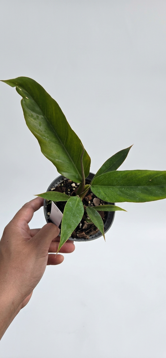 Philodendron Pluto