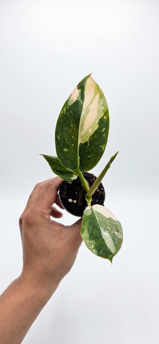Philodendron Green Congo Variegata