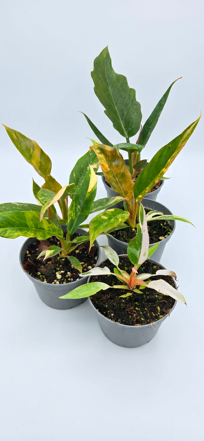 Serrated Philodendron Collector Bundle – Ring of Fire, Caramel Marble, Strawberry Marble, Narrow Aurea & Pluto