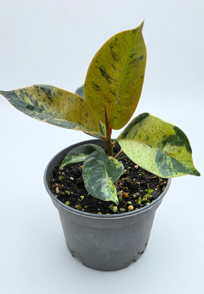 Ficus Shivreana