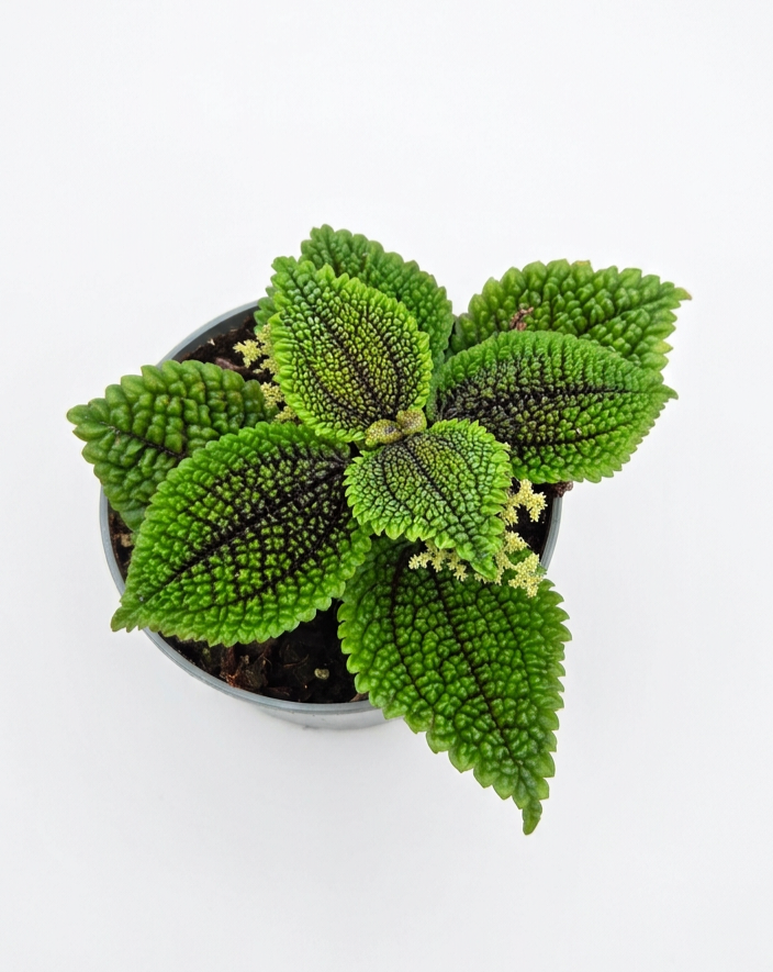 Pilea 'Moon Valley'