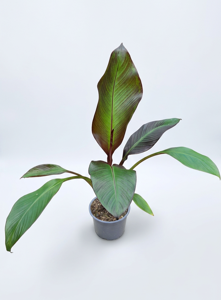 Ensete ventricosum 'Maurelii'