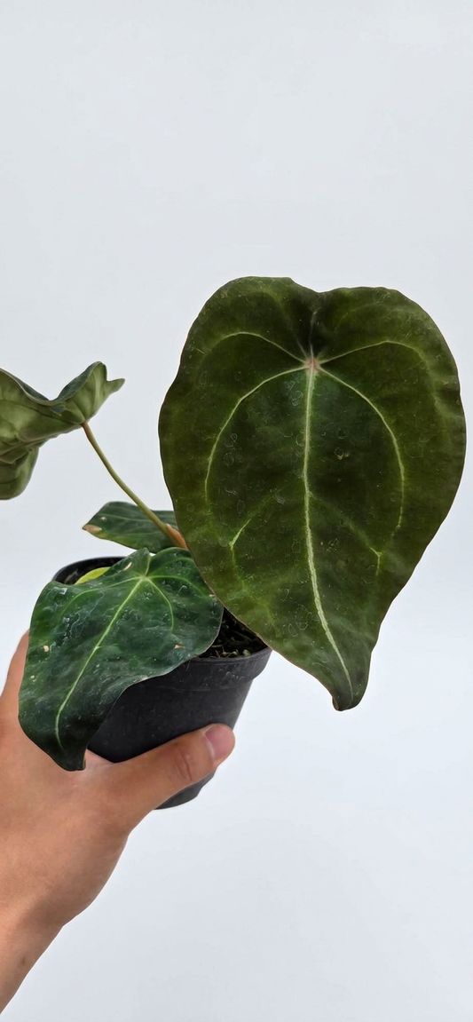 Anthurium besseae aff. x vergessen iii 'dunkle Form'