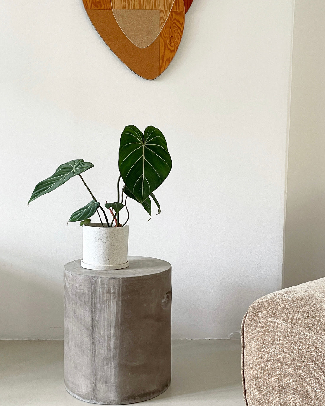 Philodendron gloriosum 'Dark Form'