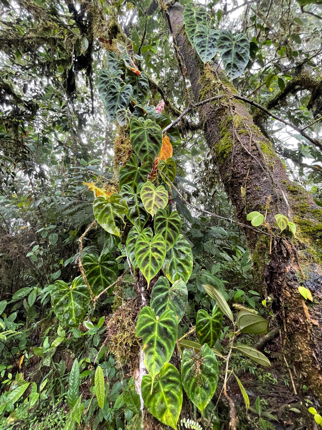 Moss Poles: The Secret Weapon for Thriving Climbing Plants
