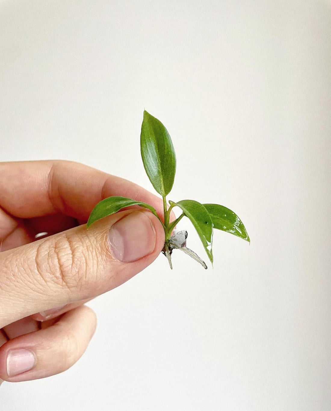 The Magic Behind Tissue Culture: Bringing Tropical Plants to Life