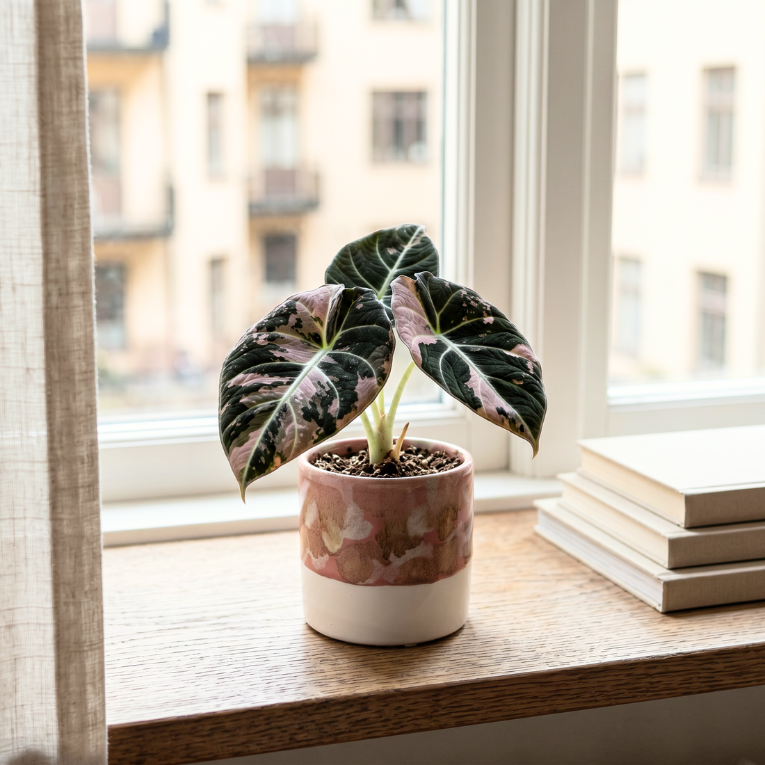 How to acclimate your new plant
