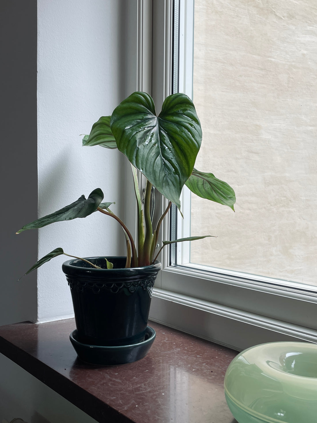 Philodendron plowmanii 'Ecuador'