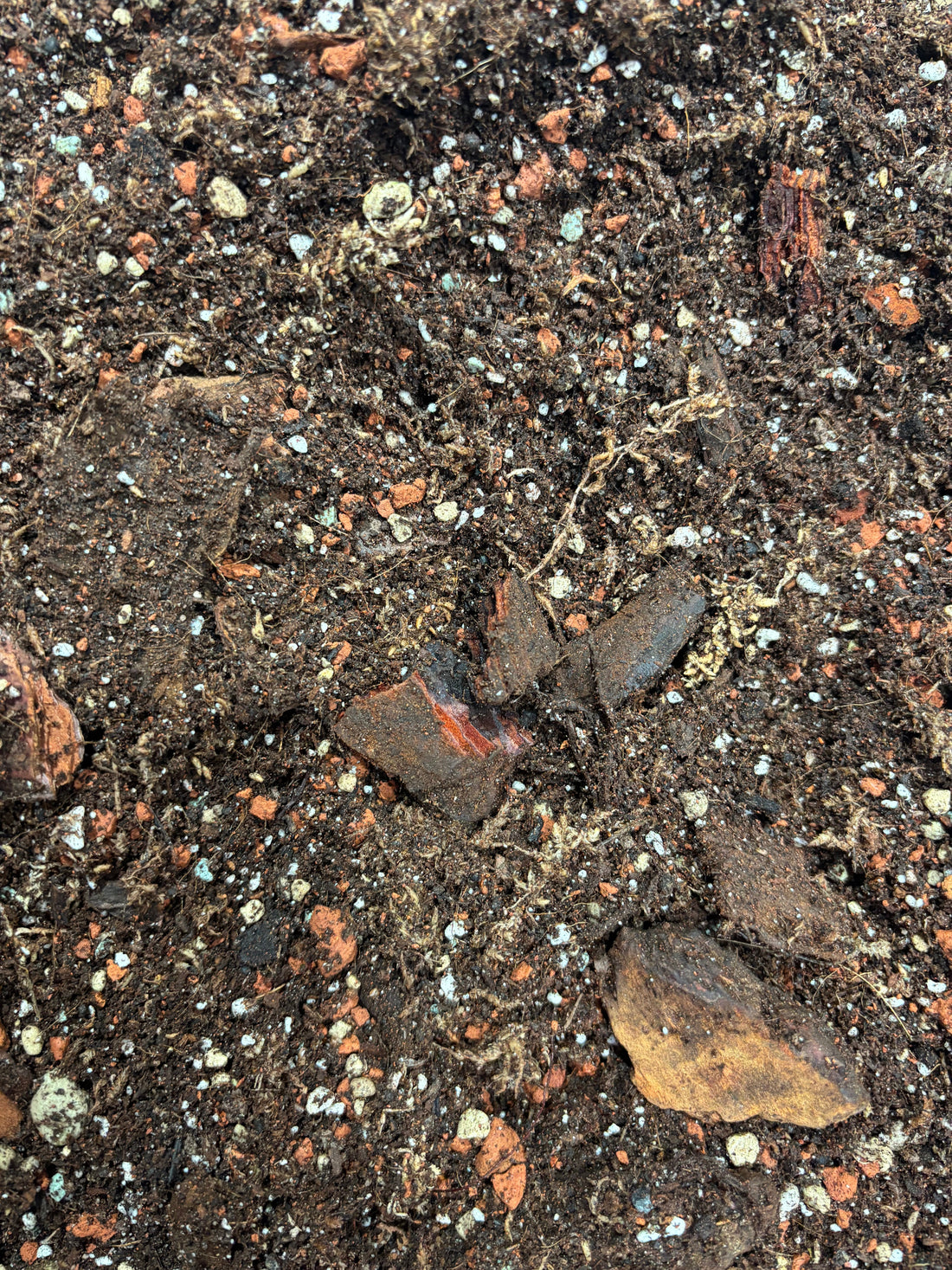 The Secret Sauce for Happy Aroids: Let’s Talk Soil Mix