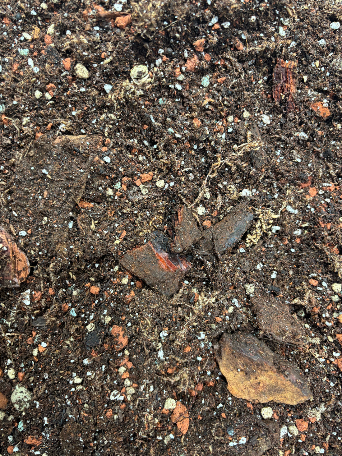 The Secret Sauce for Happy Aroids: Let’s Talk Soil Mix