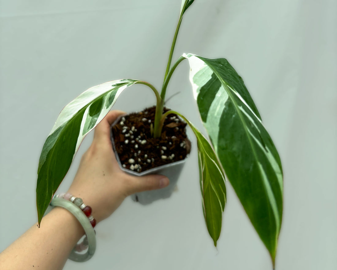 Meet Musa, the bold banana plant