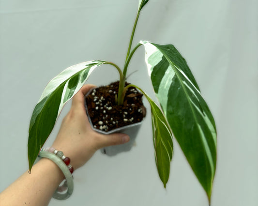 Meet Musa, the bold banana plant