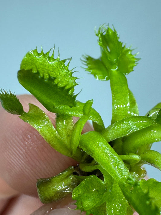 How to Care for Carnivorous Plants: A Beginner's Guid