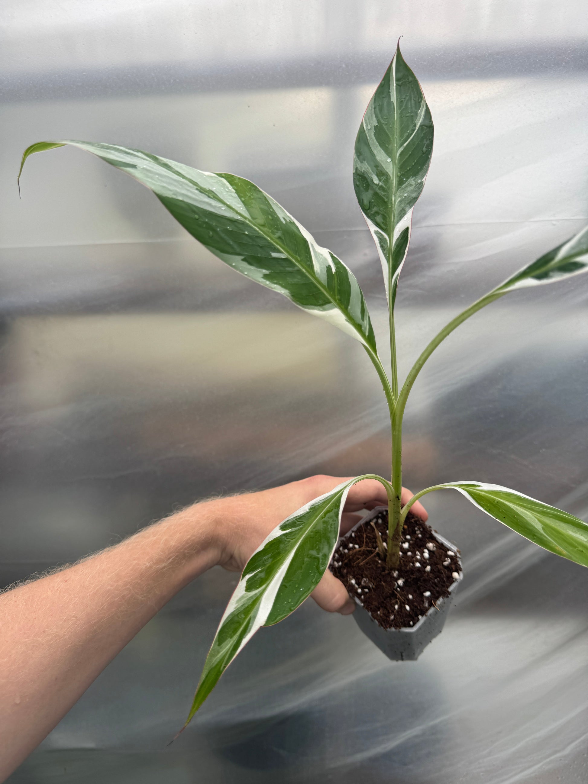 Musa aeae variegated banana in starter pot with bold white and green foliage, a prized addition to any indoor tropical plant collection.