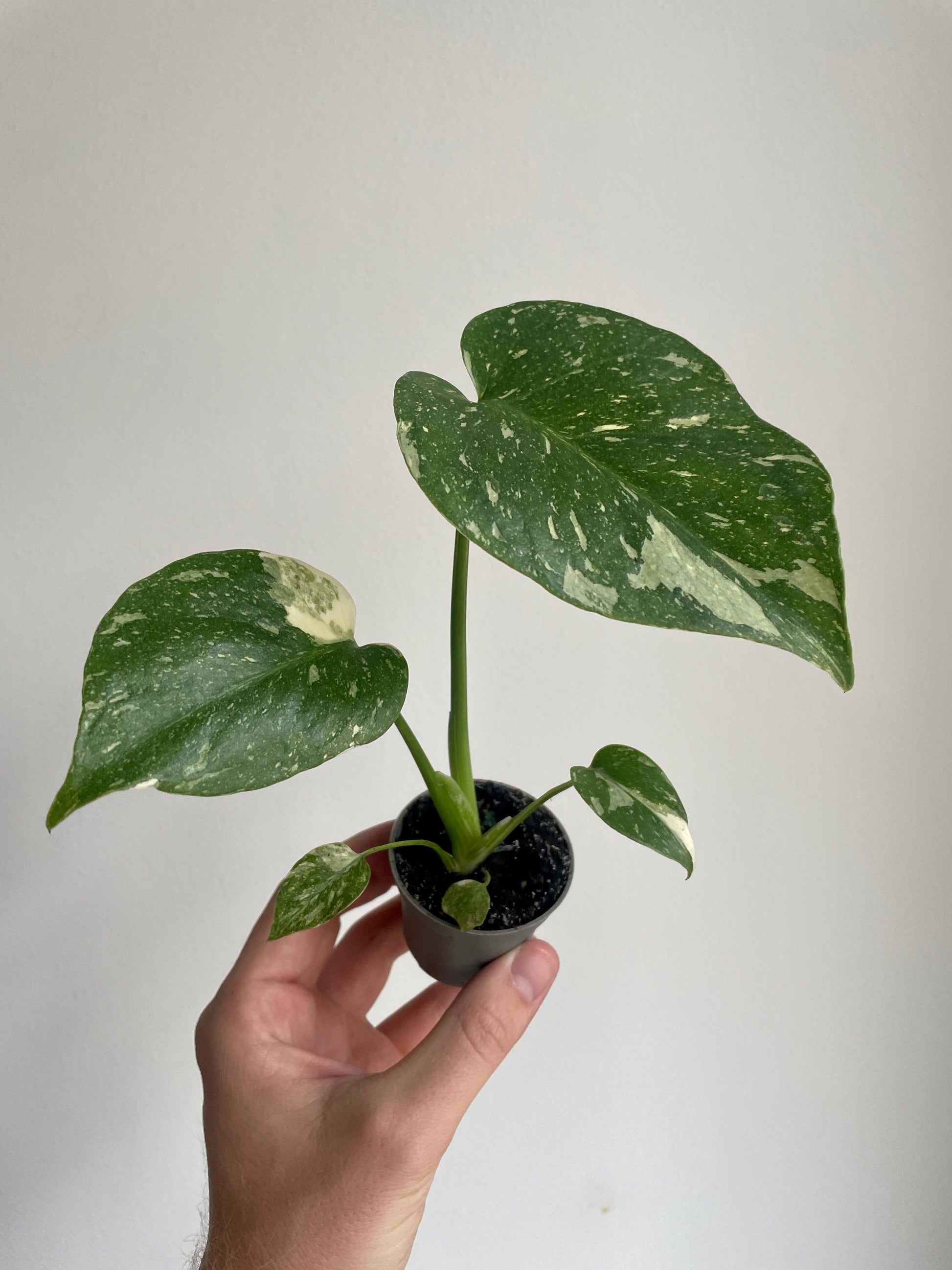 Monstera deliciosa Thai Constellation