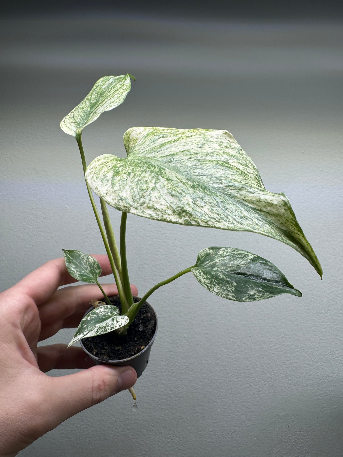 Monstera deliciosa ’MINT’