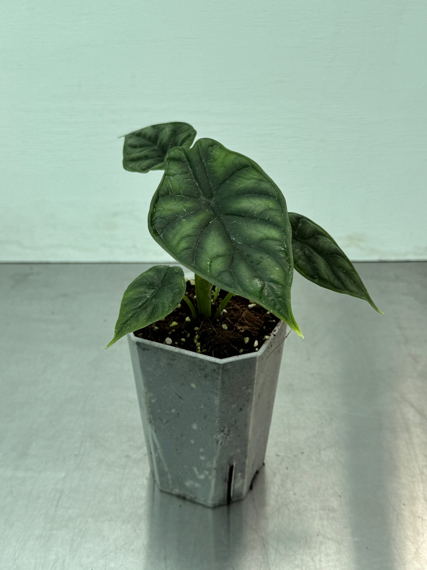 Alocasia baginda 'Dragon Scale'